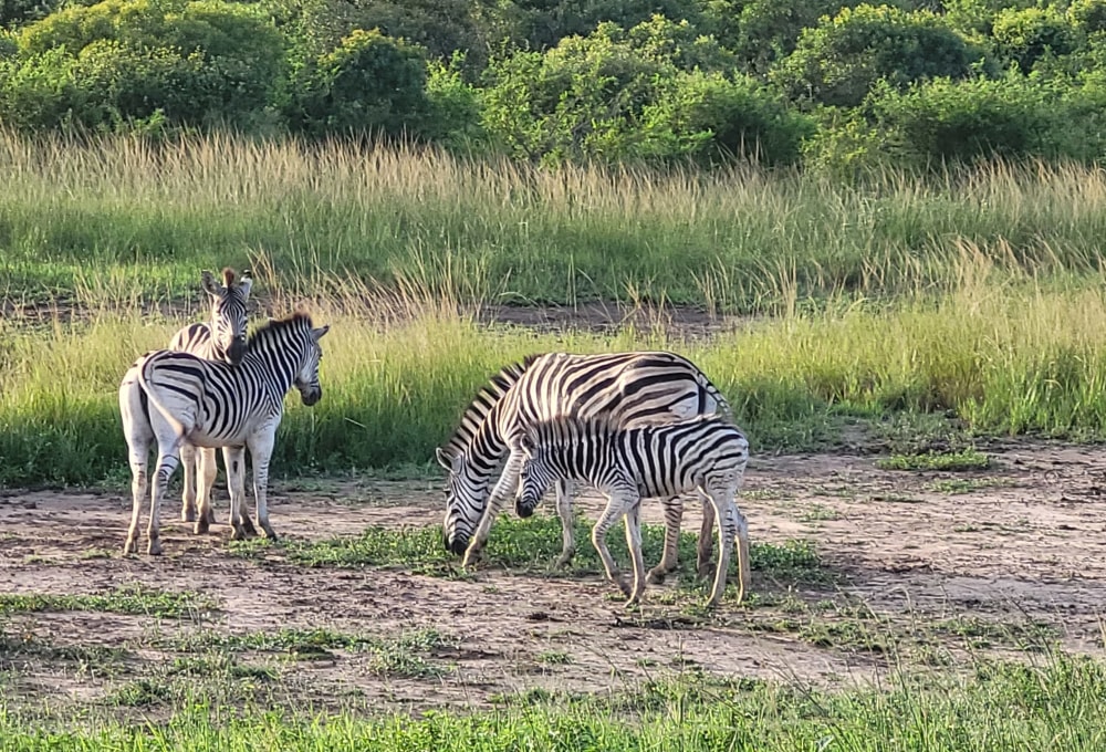 Geführte Pirschfahrten im Hluhluwe-iMfolozi Nationalpark